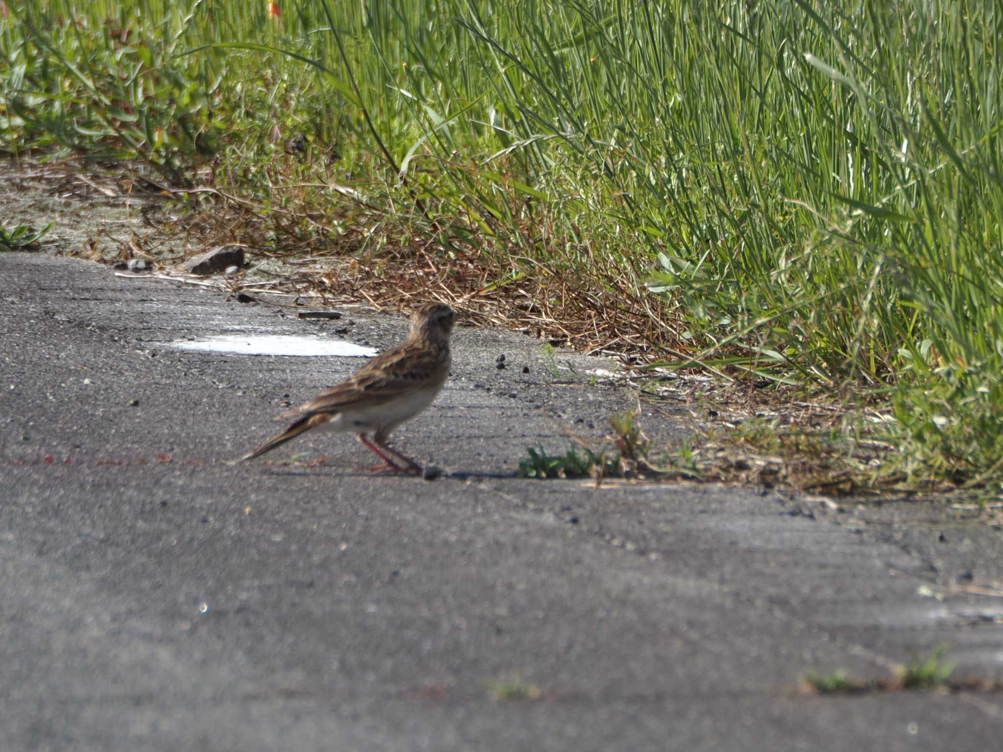 Eurasian Skylark