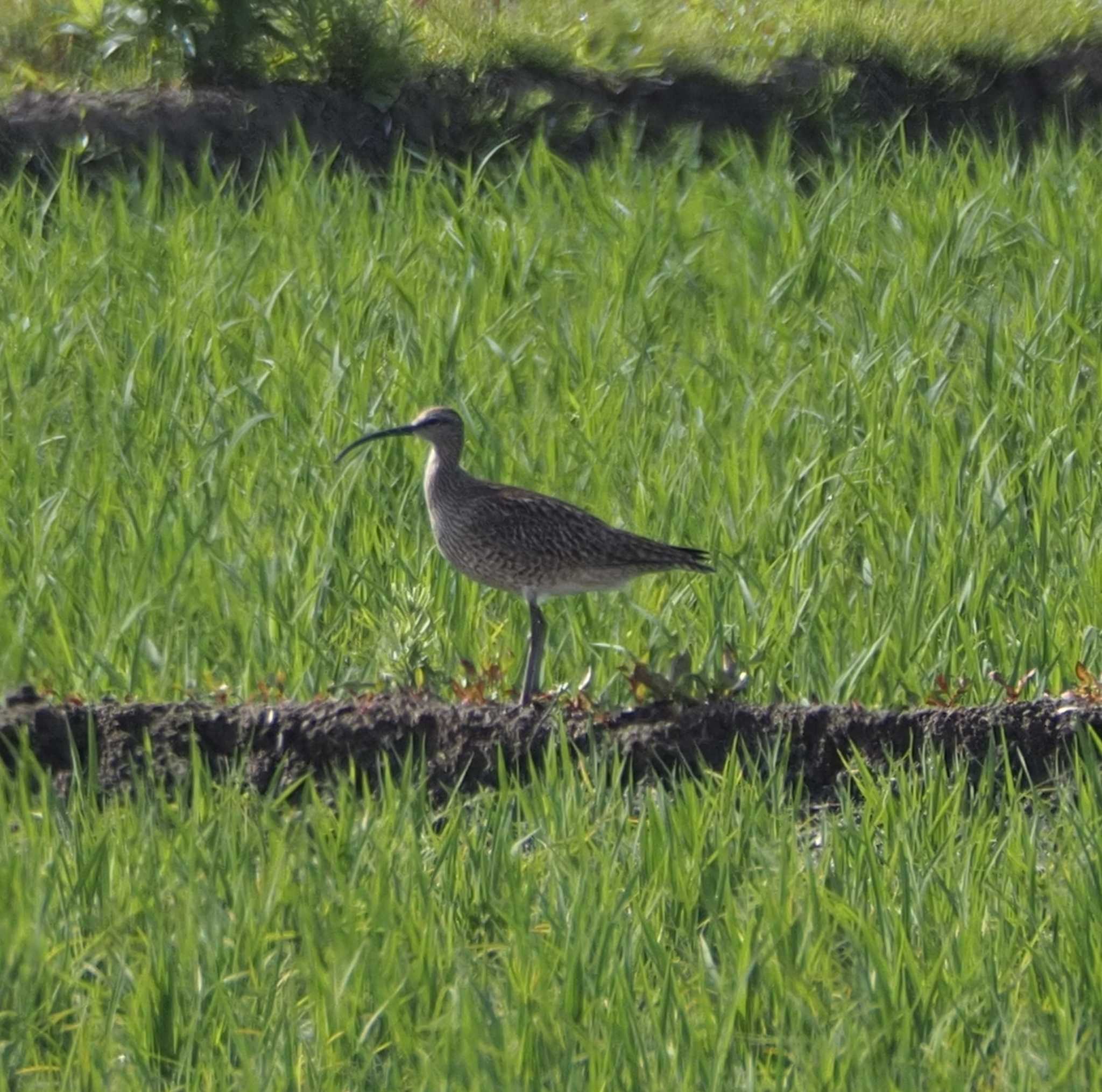 Eurasian Whimbrel