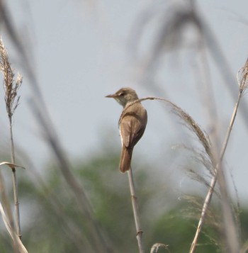 オオヨシキリ 弥富野鳥園 2023年5月21日(日)