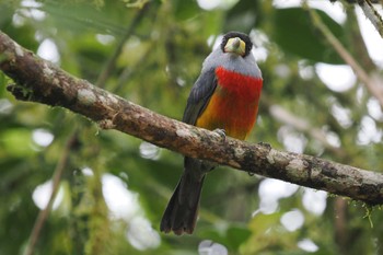 Toucan Barbet Mindo(Ecuador) Sun, 5/21/2023