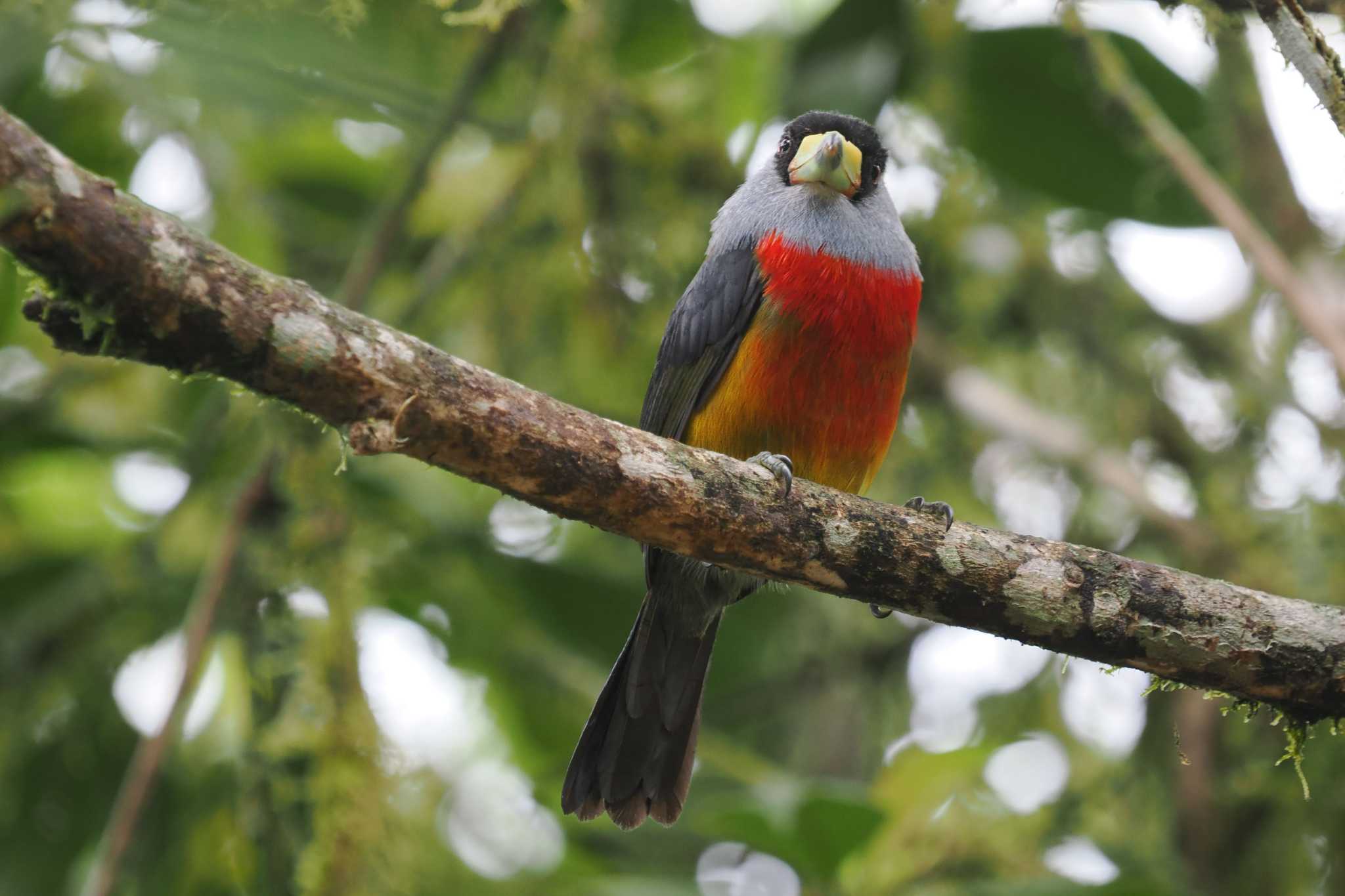 Photo of Toucan Barbet at Mindo(Ecuador) by 藤原奏冥