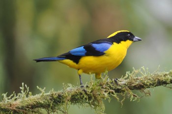 アオバネヤマフウキンチョウ Mindo(Ecuador) 2023年5月21日(日)