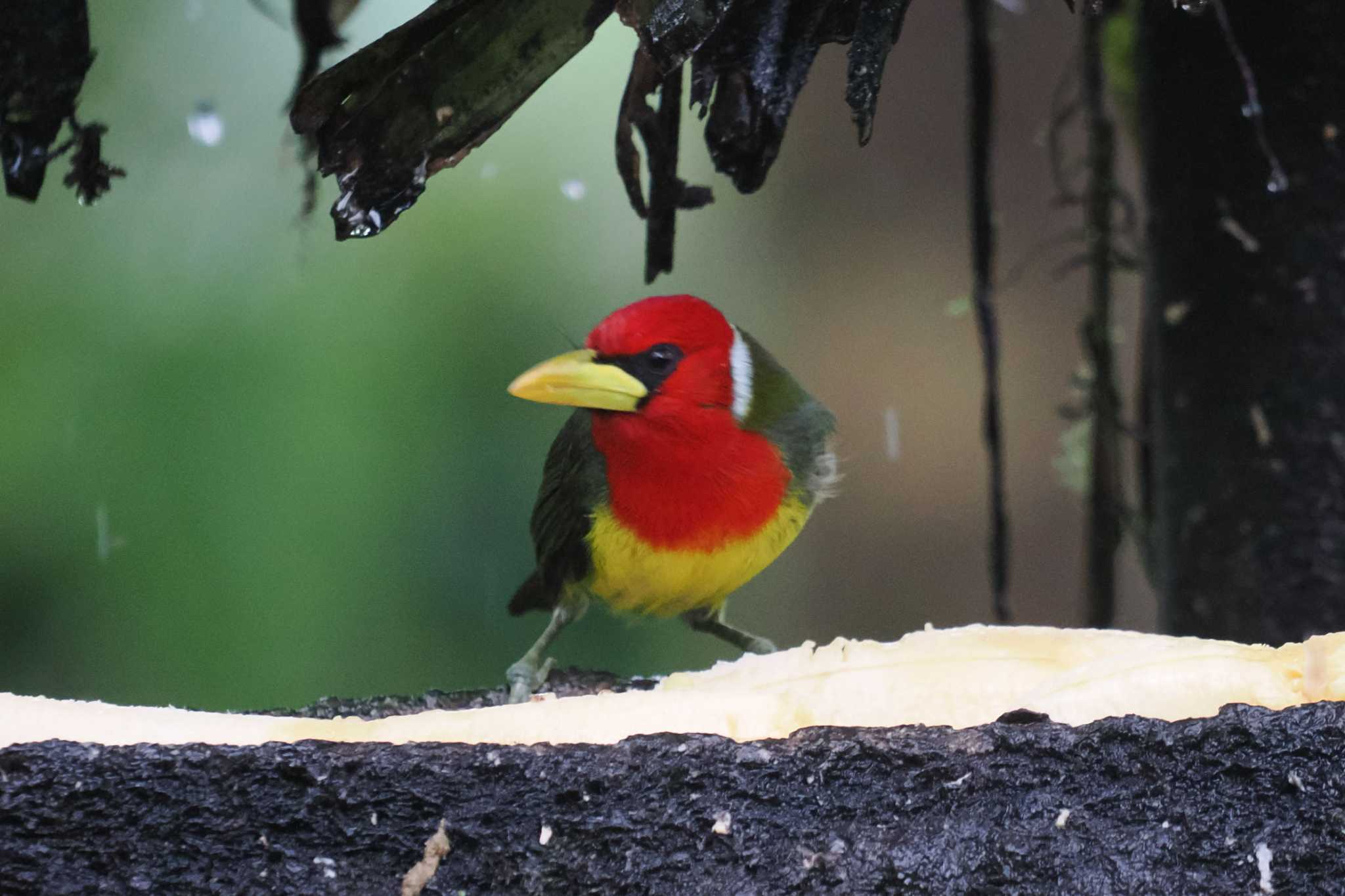 Photo of Red-headed Barbet at Mindo(Ecuador) by 藤原奏冥