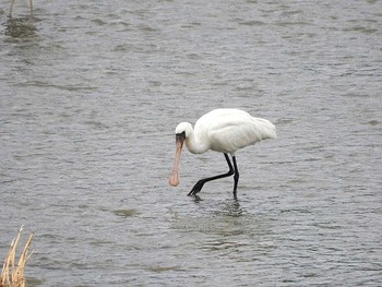 Fri, 6/29/2018 Birding report at 滋賀県湖北