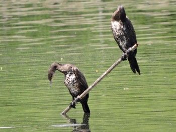 2023年5月21日(日) 大阪城公園の野鳥観察記録