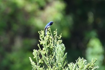 Blue-and-white Flycatcher Unknown Spots Sun, 5/21/2023