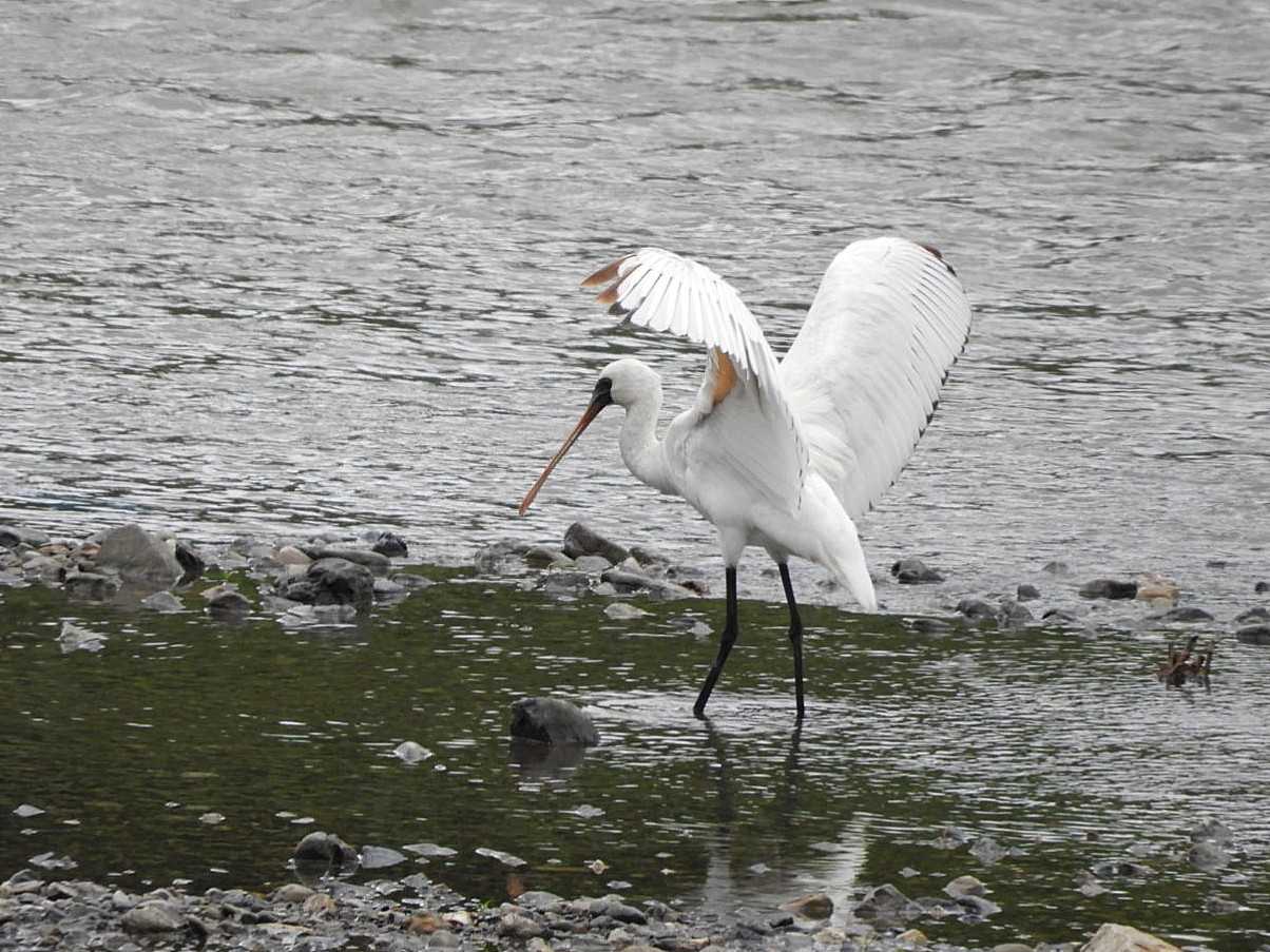 Photo of Black-faced Spoonbill at 滋賀県湖北 by Yuki86