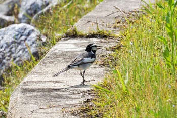 White Wagtail 八ッ谷池(豊田市) Sun, 5/21/2023