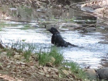 Sun, 5/21/2023 Birding report at ラブリバー親水公園うぬき