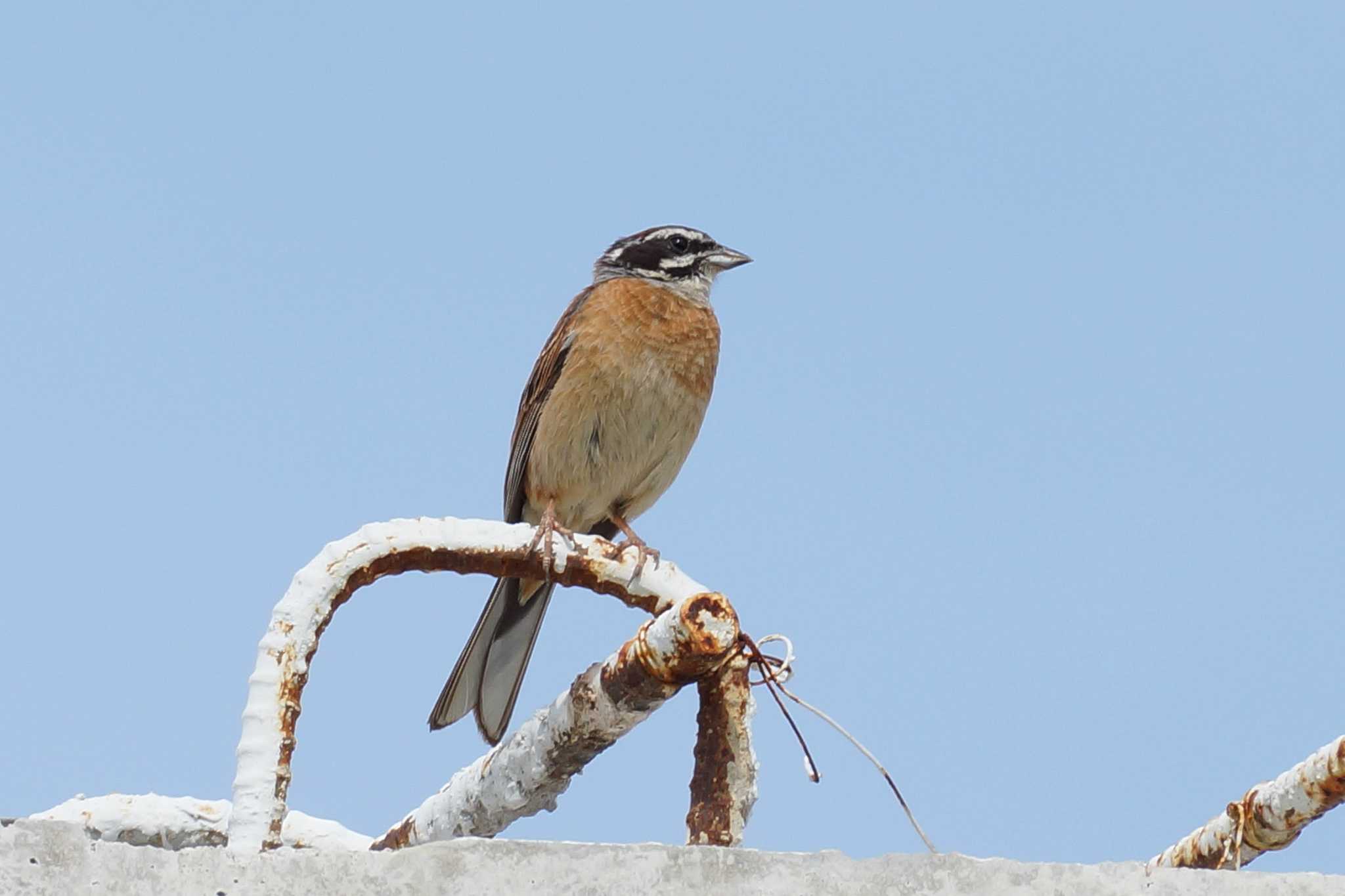 Photo of Meadow Bunting at 逢妻女川 by porco nero