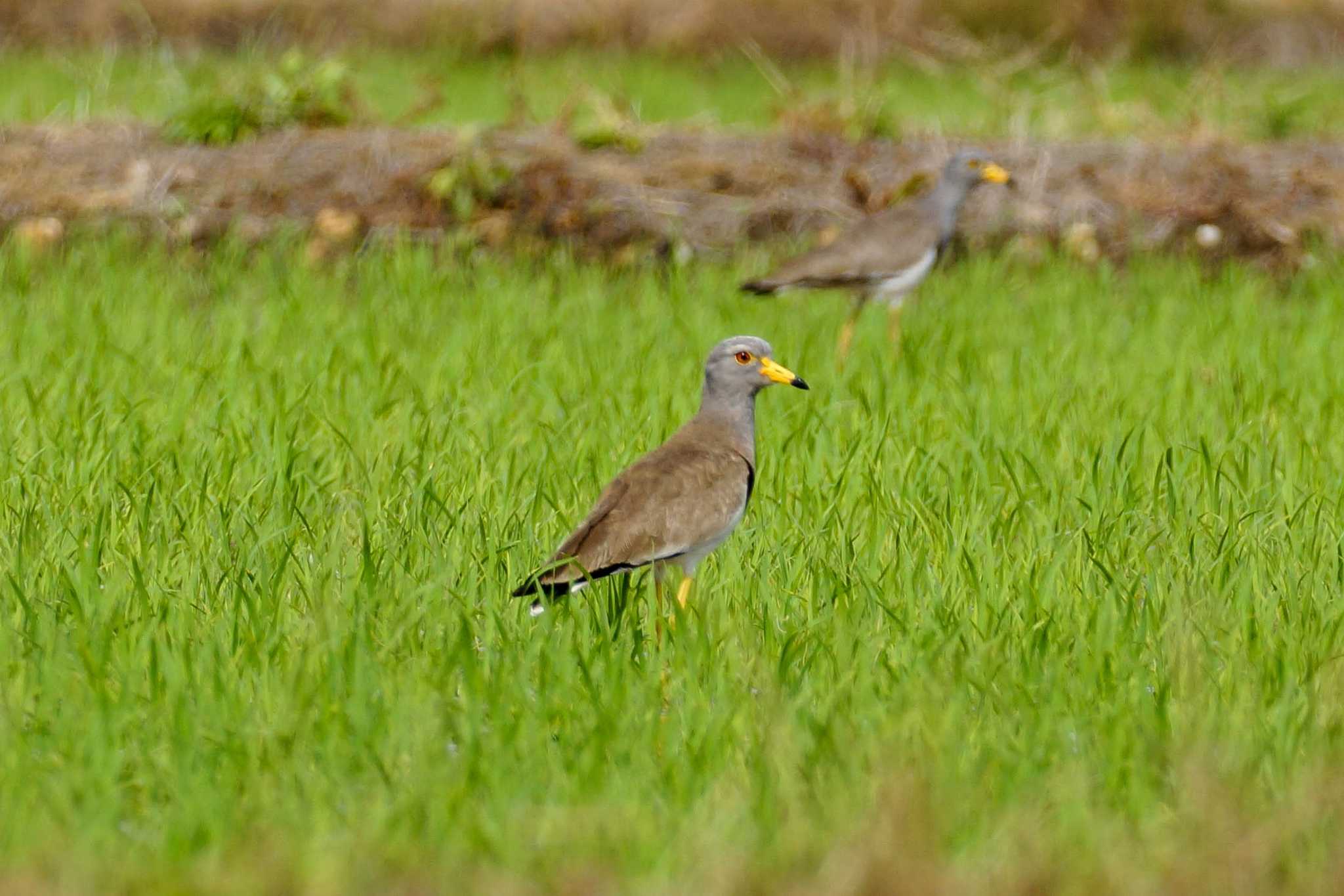 Photo of Grey-headed Lapwing at 逢妻女川 by porco nero