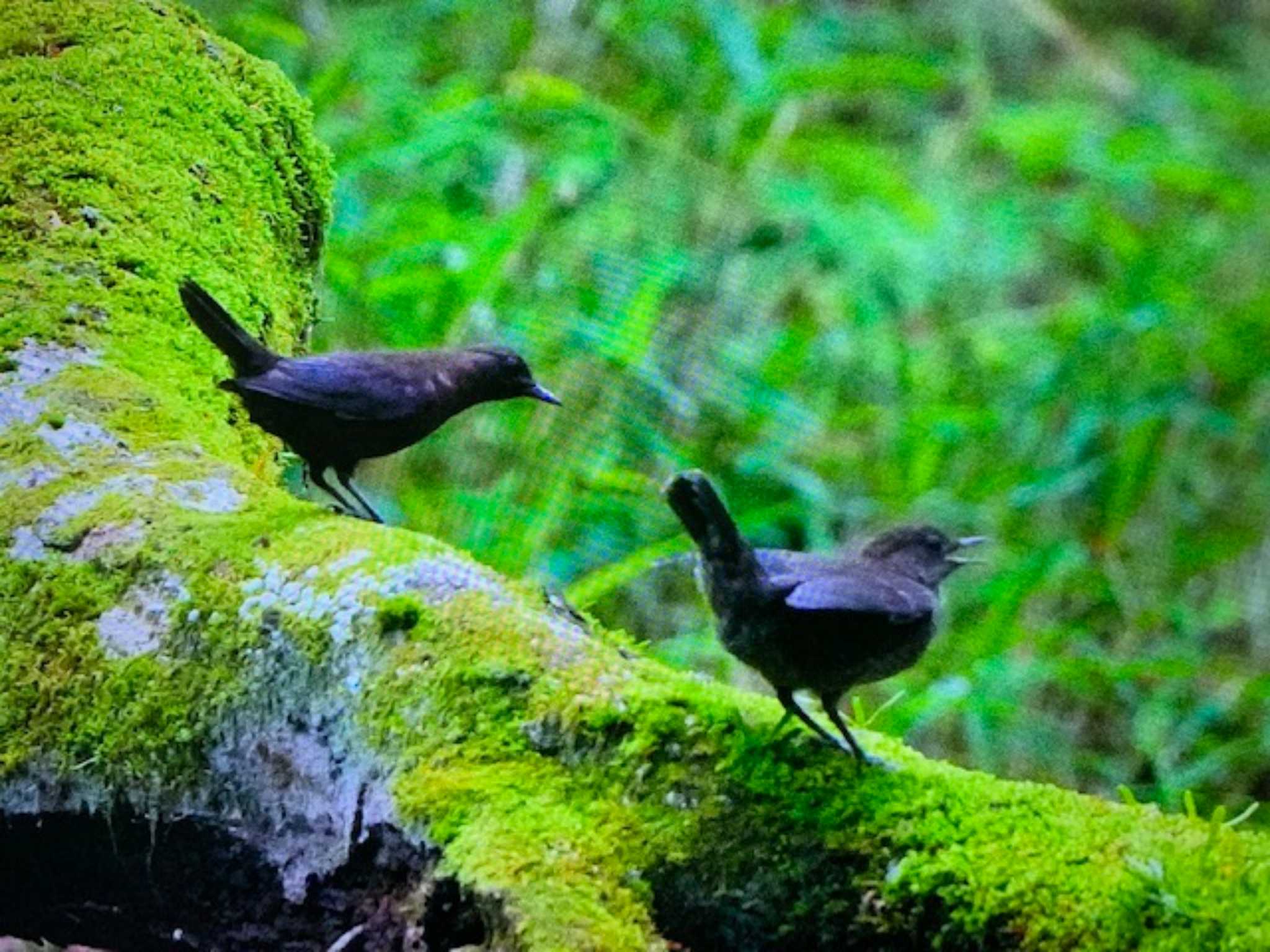 Brown Dipper