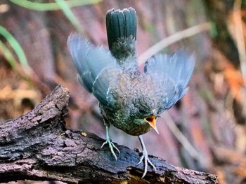 カワガラス 栃木県民の森 2023年5月21日(日)