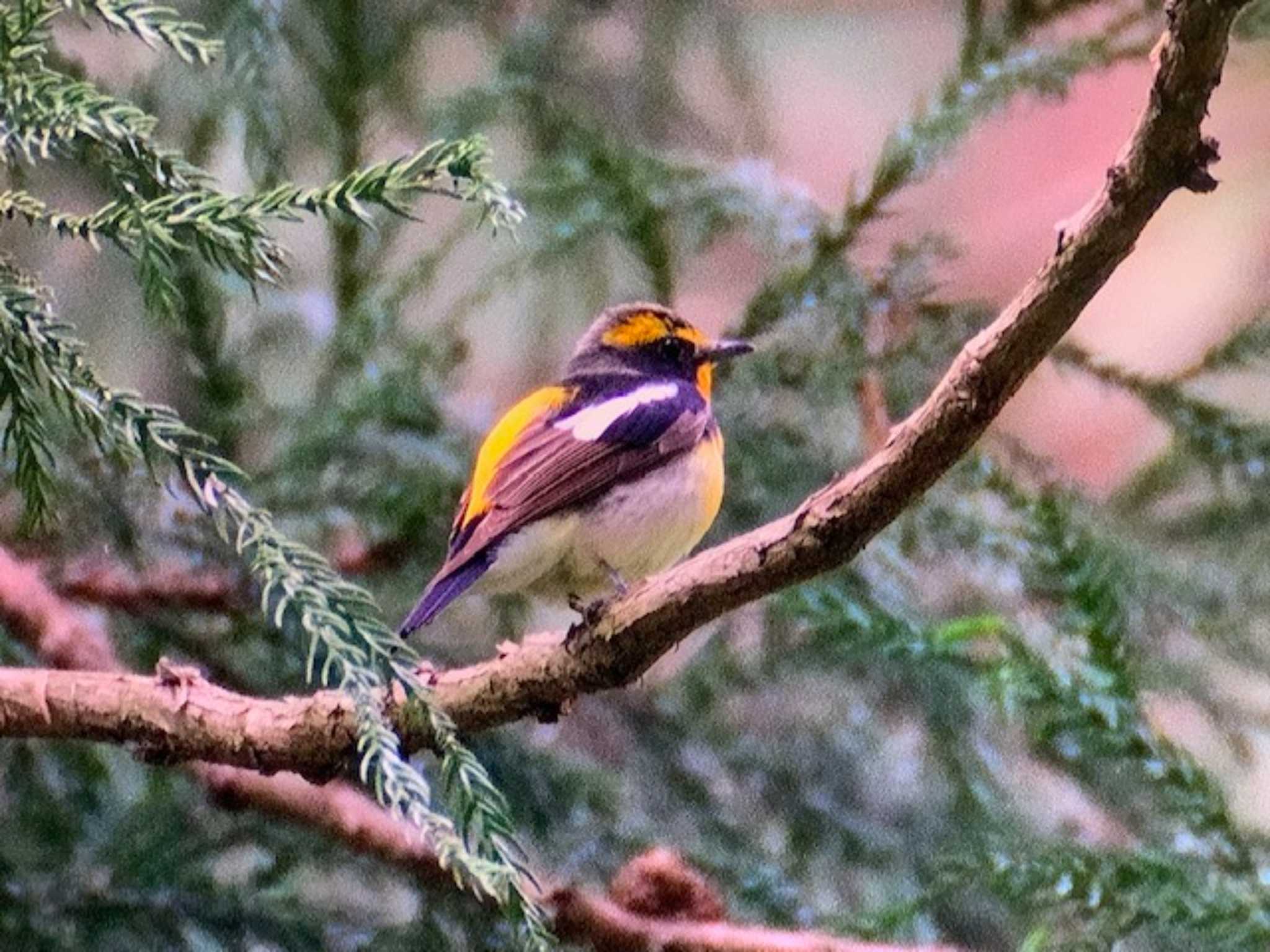 Photo of Narcissus Flycatcher at 栃木県民の森 by ゆるゆるとりみんgoo