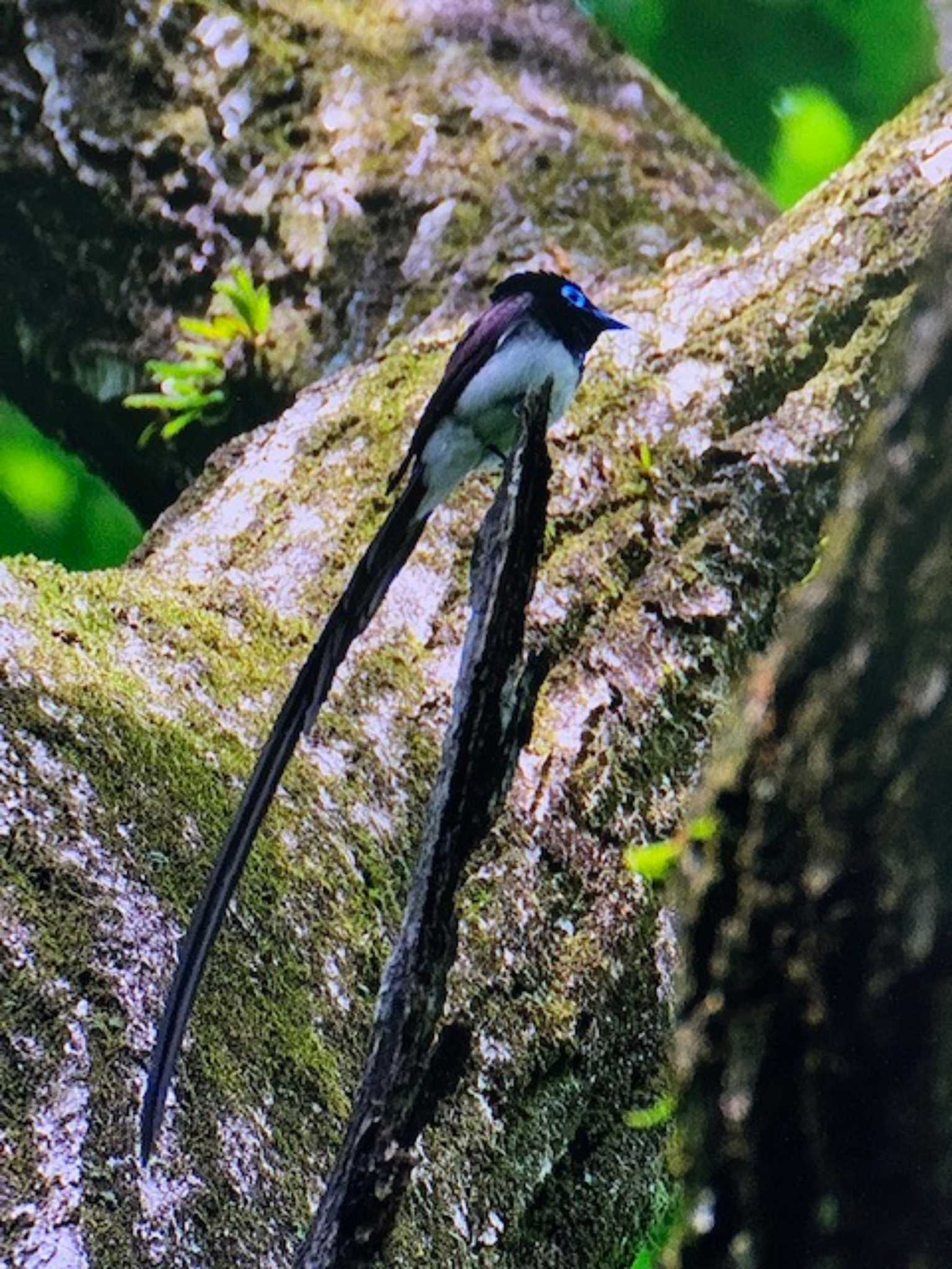 Photo of Black Paradise Flycatcher at 栃木県民の森 by ゆるゆるとりみんgoo