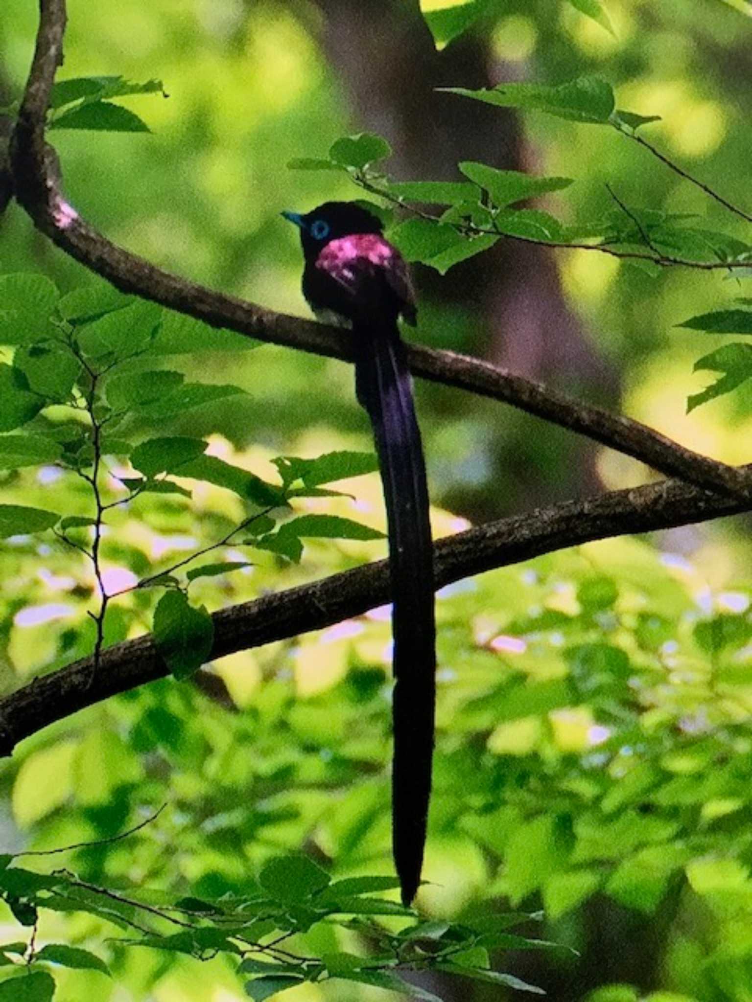 サンコウチョウ