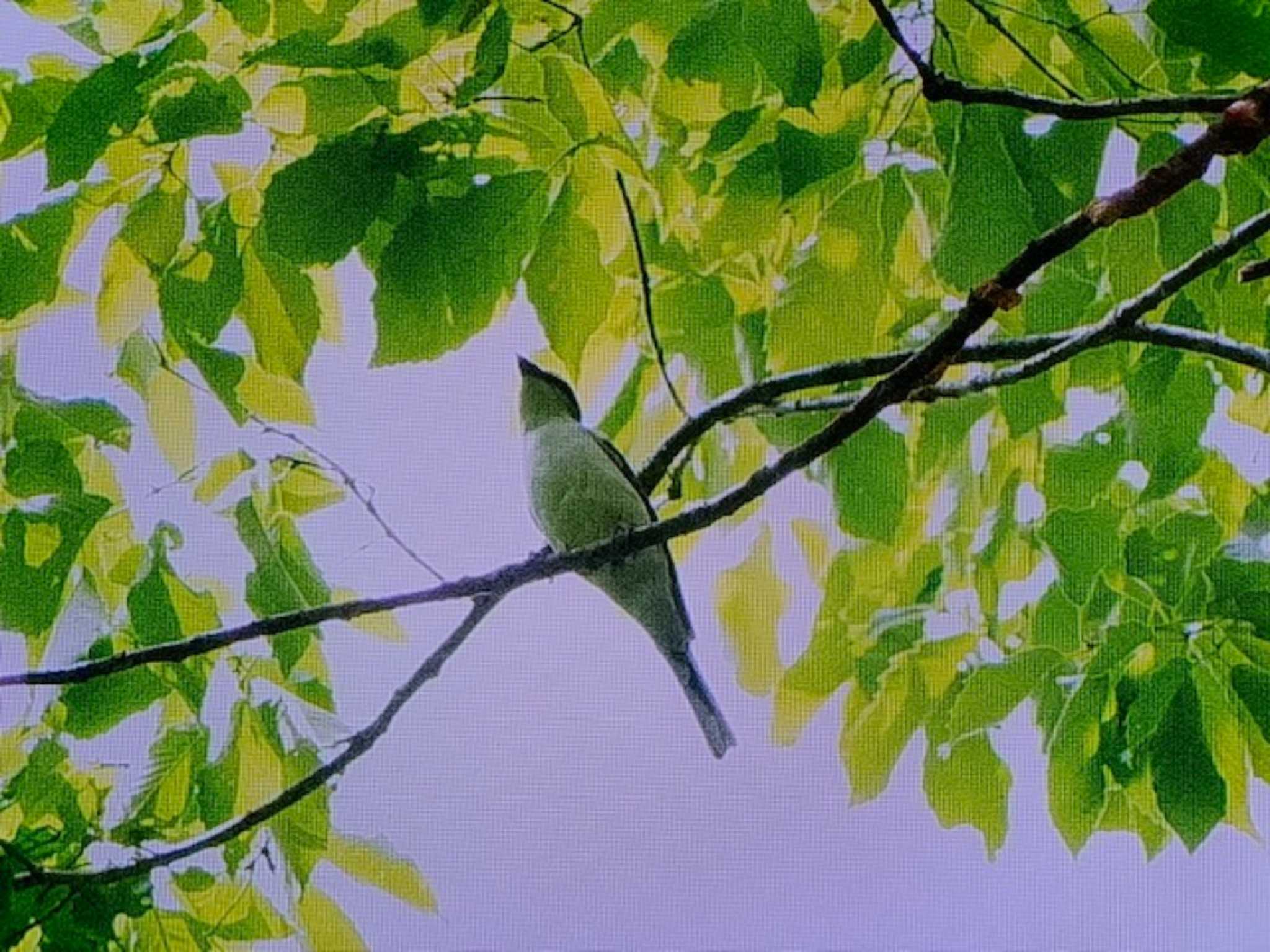 Photo of Ashy Minivet at 栃木県民の森 by ゆるゆるとりみんgoo