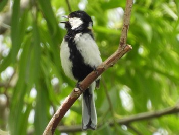 Sun, 5/21/2023 Birding report at 埼玉県さいたま市