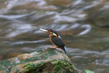 Malaysian Blue-banded Kingfisher