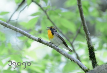 Narcissus Flycatcher 栃木県 Sun, 5/14/2023