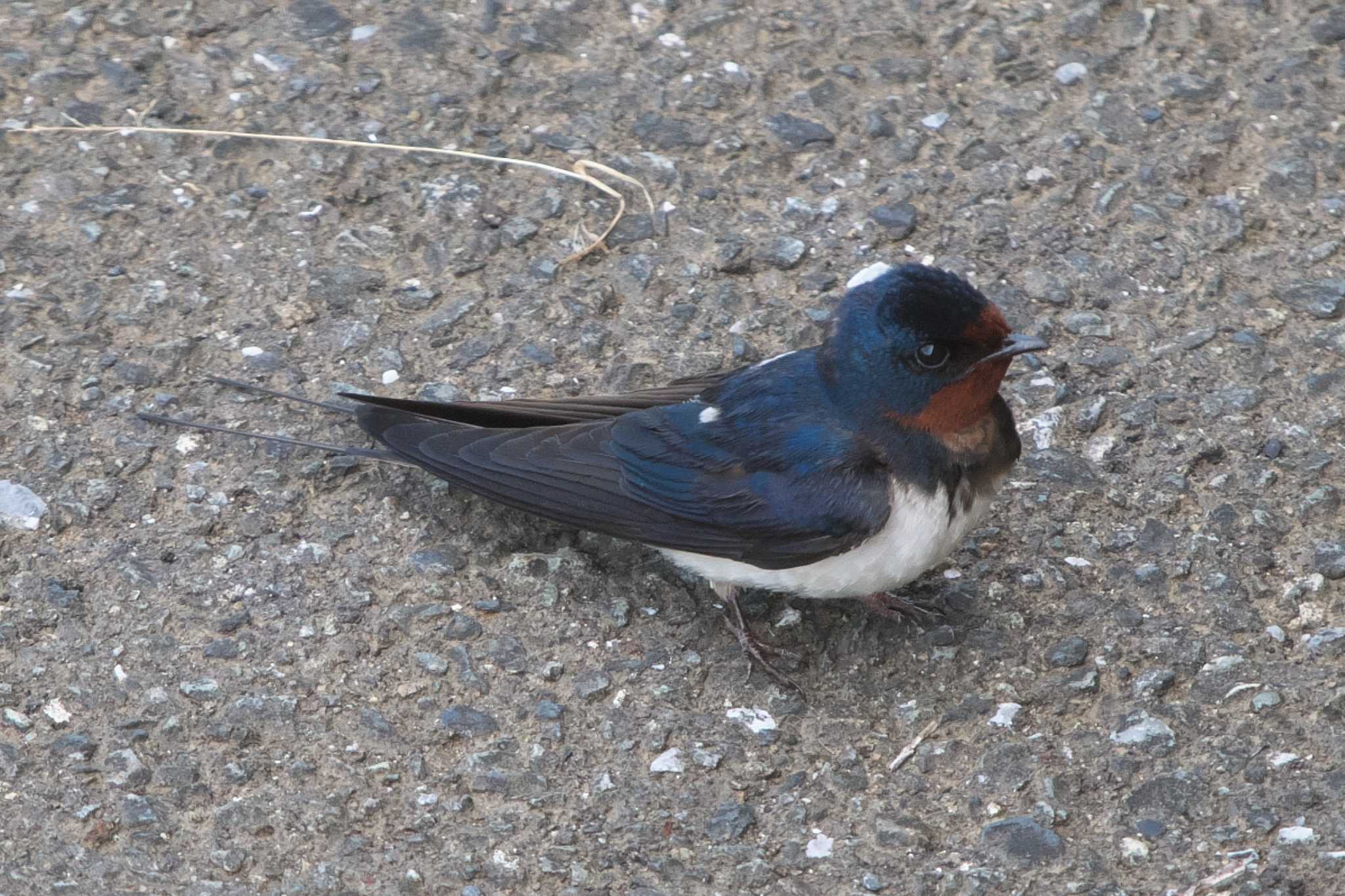 Photo of Barn Swallow at 池子の森自然公園 by Y. Watanabe