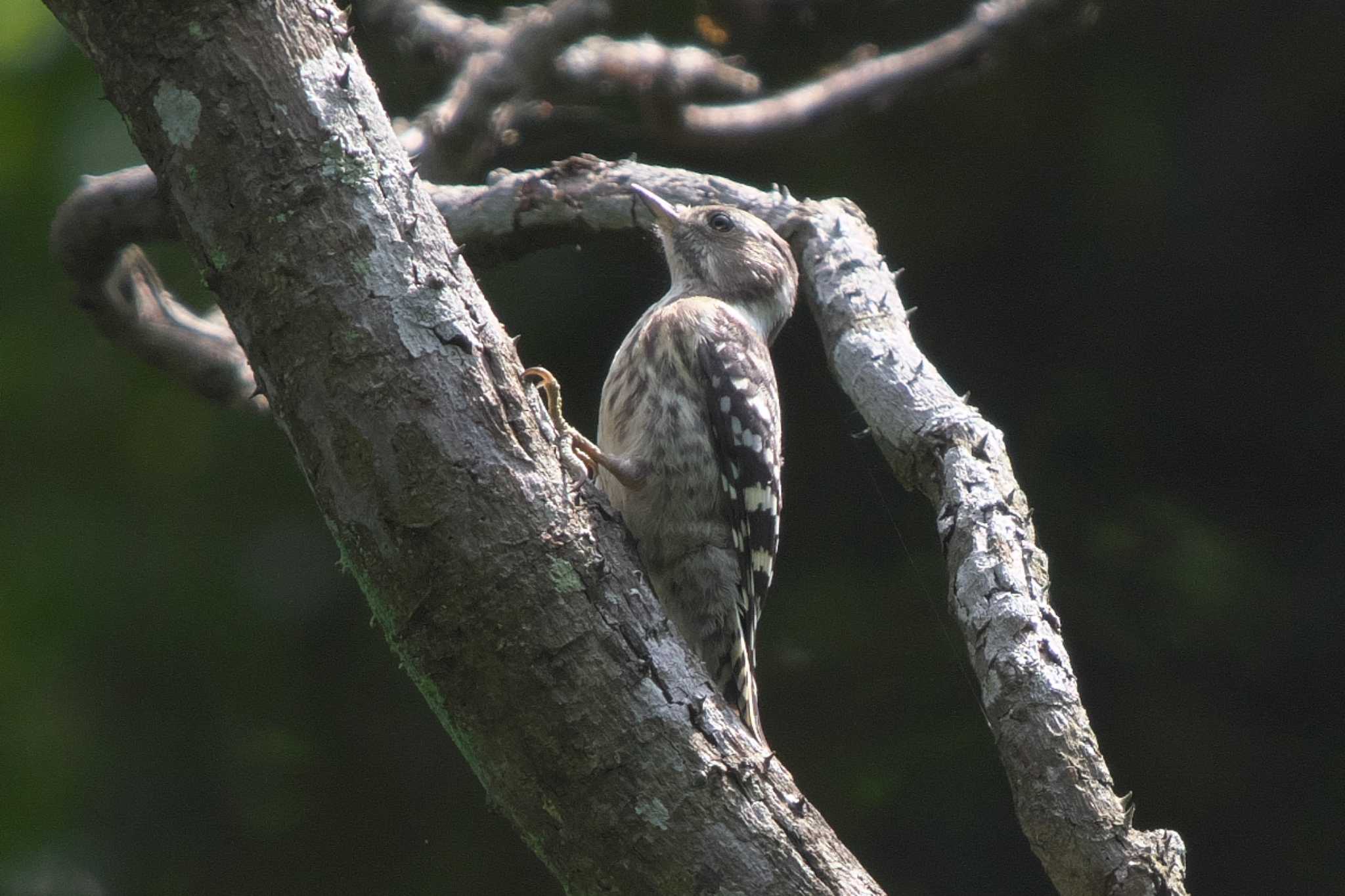 Photo of Japanese Pygmy Woodpecker at 池子の森自然公園 by Y. Watanabe