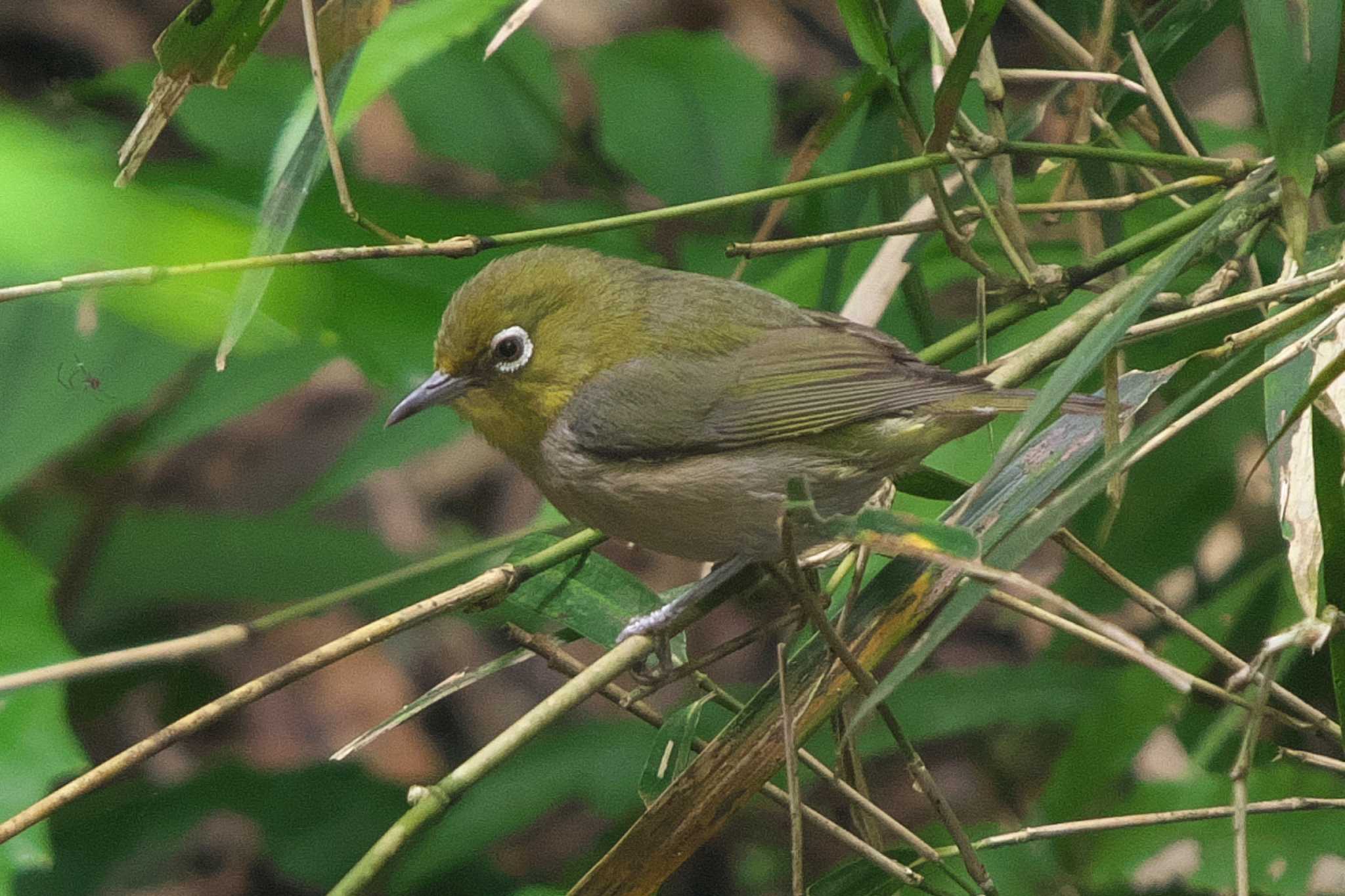 Photo of Warbling White-eye at 池子の森自然公園 by Y. Watanabe