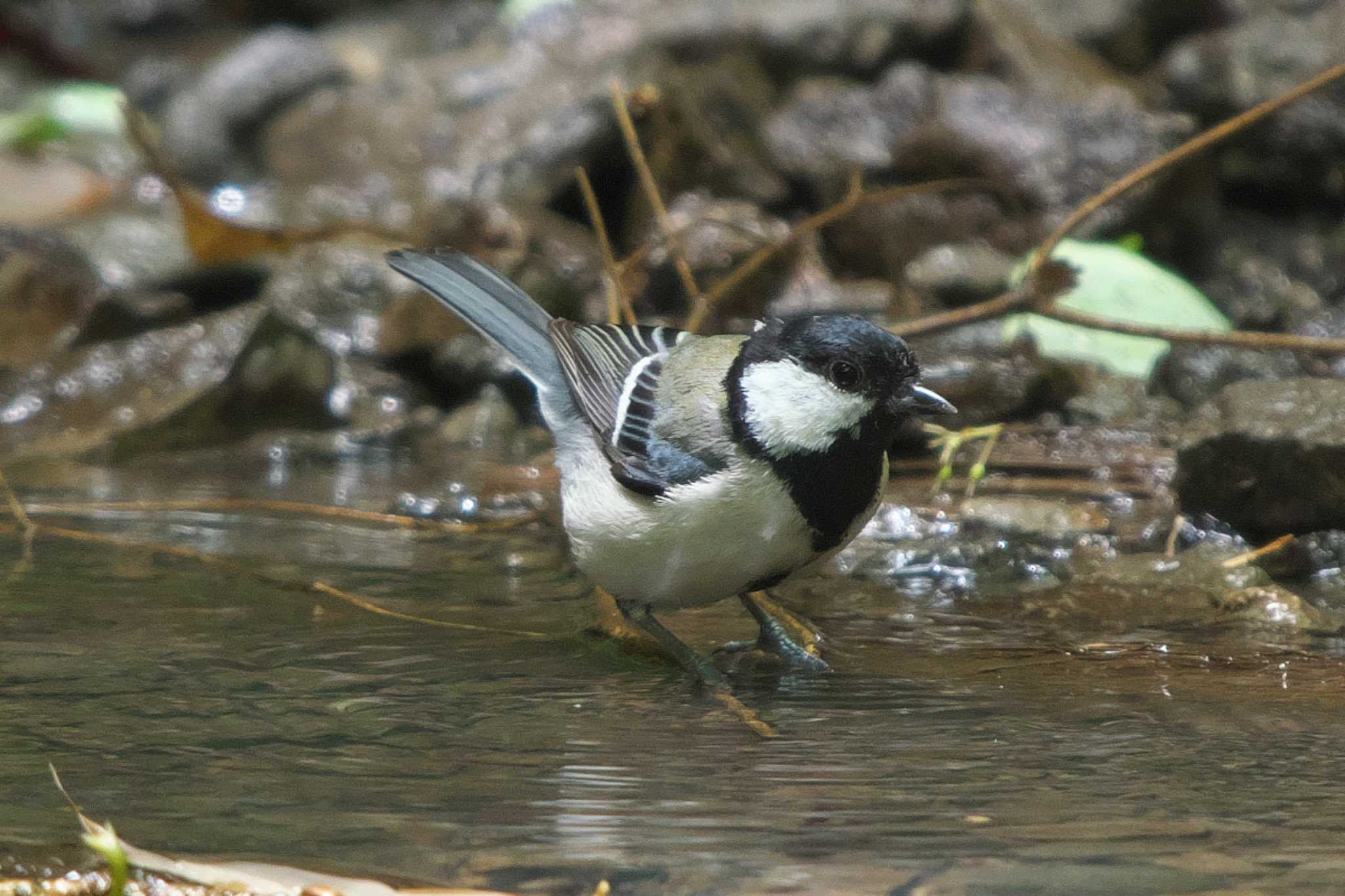 Photo of Japanese Tit at 池子の森自然公園 by Y. Watanabe