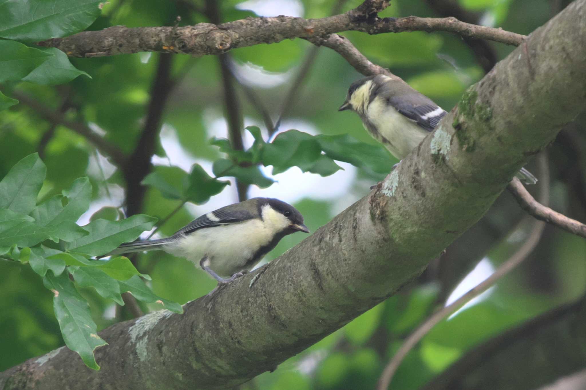 Photo of Japanese Tit at 池子の森自然公園 by Y. Watanabe