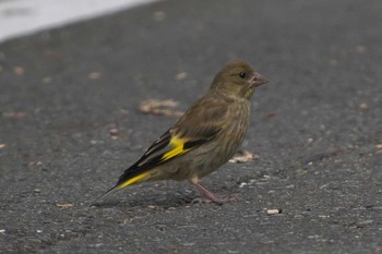 Sun, 5/21/2023 Birding report at 池子の森自然公園