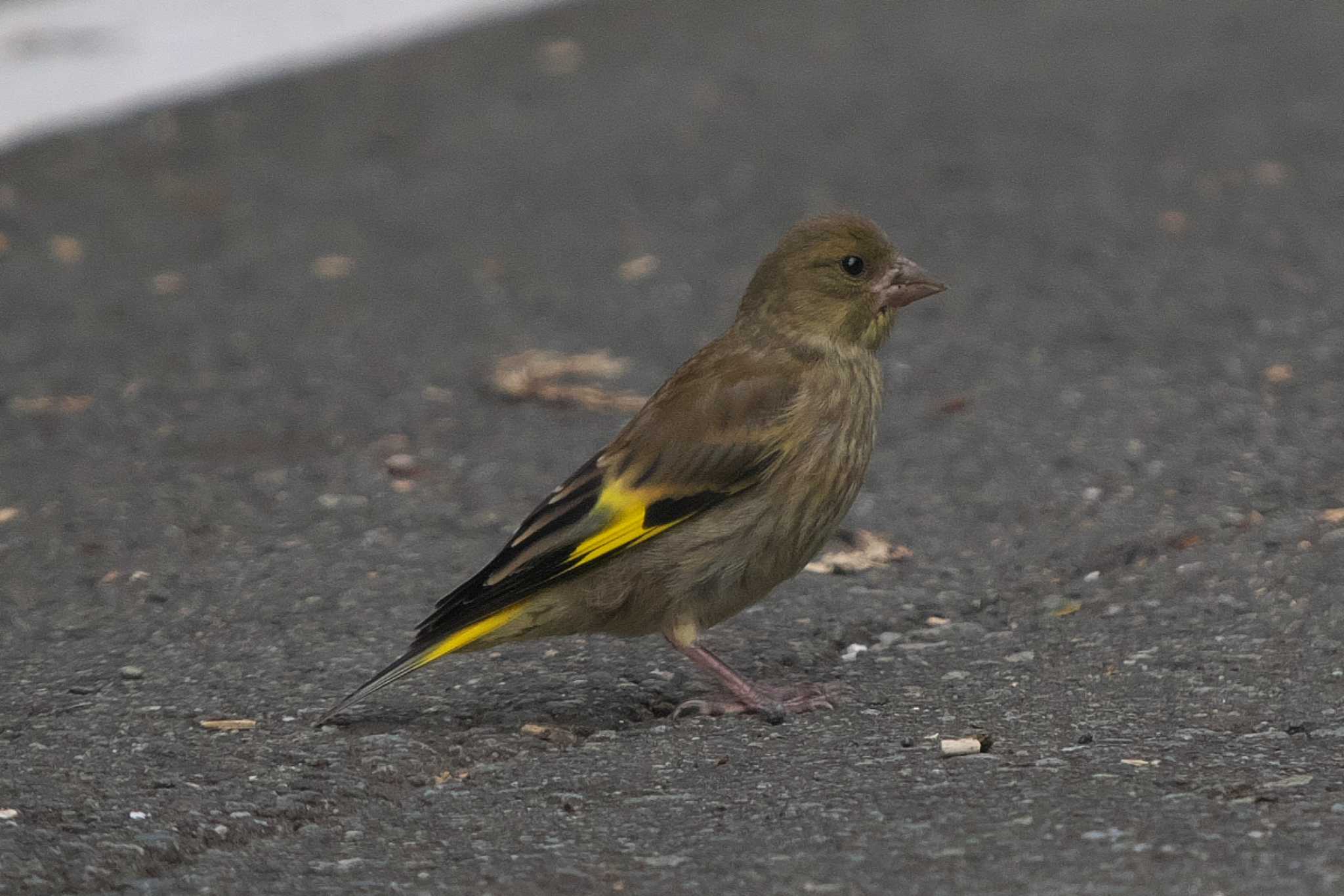 Photo of Grey-capped Greenfinch at 池子の森自然公園 by Y. Watanabe