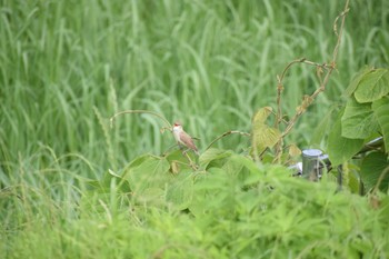 Oriental Reed Warbler 恩智川治水緑地 Sun, 5/21/2023