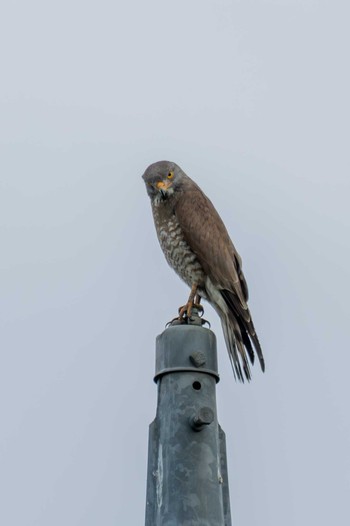 Grey-faced Buzzard 栃木県市貝町 Sun, 5/21/2023