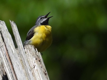 Grey Wagtail 京都市左京区 Sun, 5/21/2023