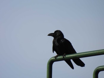 Large-billed Crow 五十鈴公園 Sun, 5/21/2023