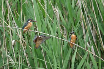 Common Kingfisher 門池公園(沼津市) Sun, 5/21/2023