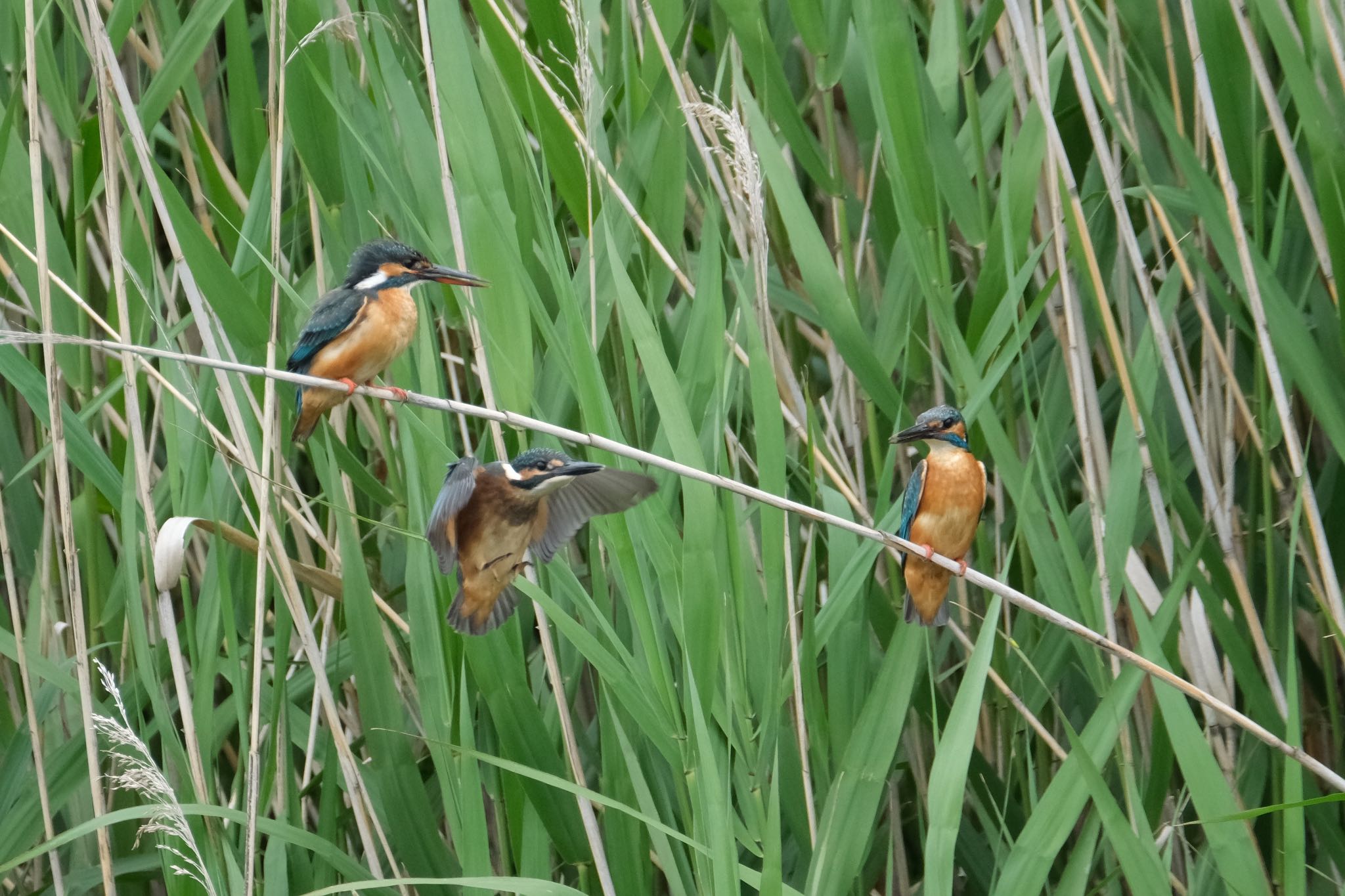 Common Kingfisher