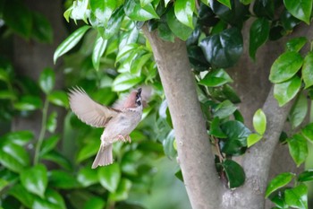 Eurasian Tree Sparrow 門池公園(沼津市) Sun, 5/21/2023