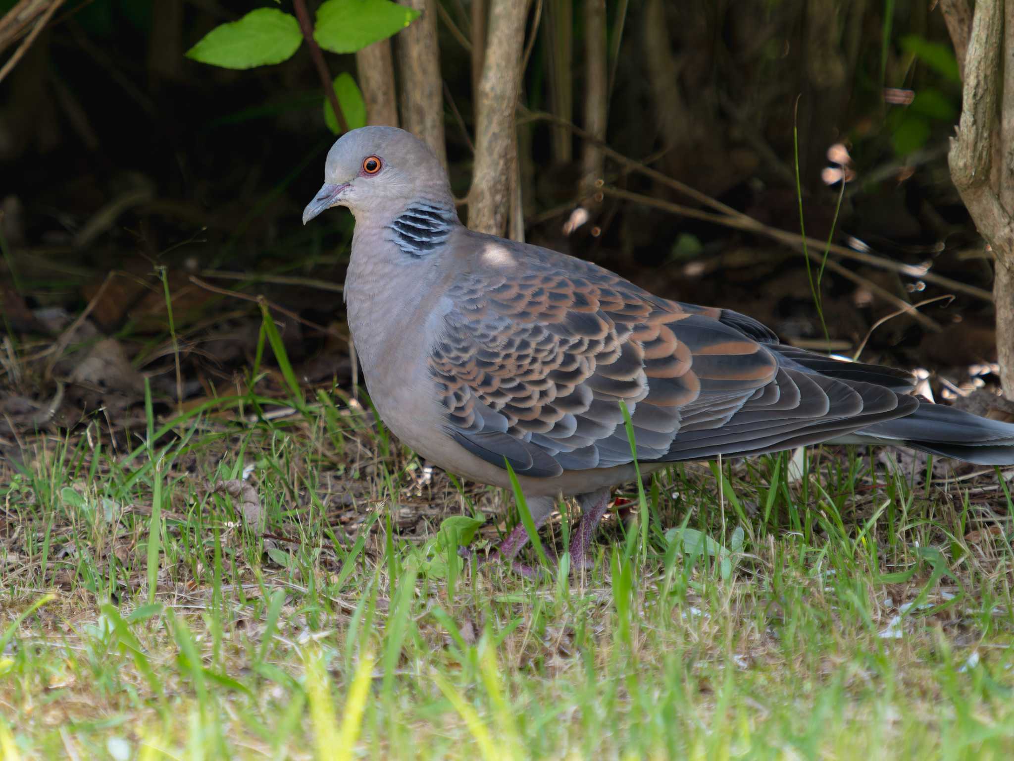 Oriental Turtle Dove