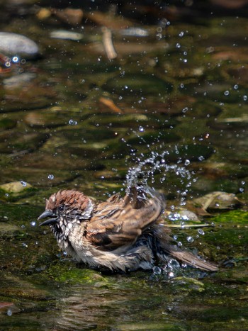 Eurasian Tree Sparrow 森園公園(長崎県大村市) Sun, 5/21/2023