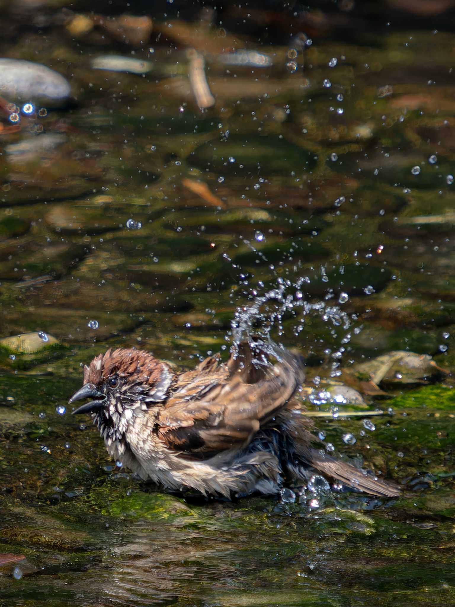 Photo of Eurasian Tree Sparrow at 森園公園(長崎県大村市) by ここは長崎