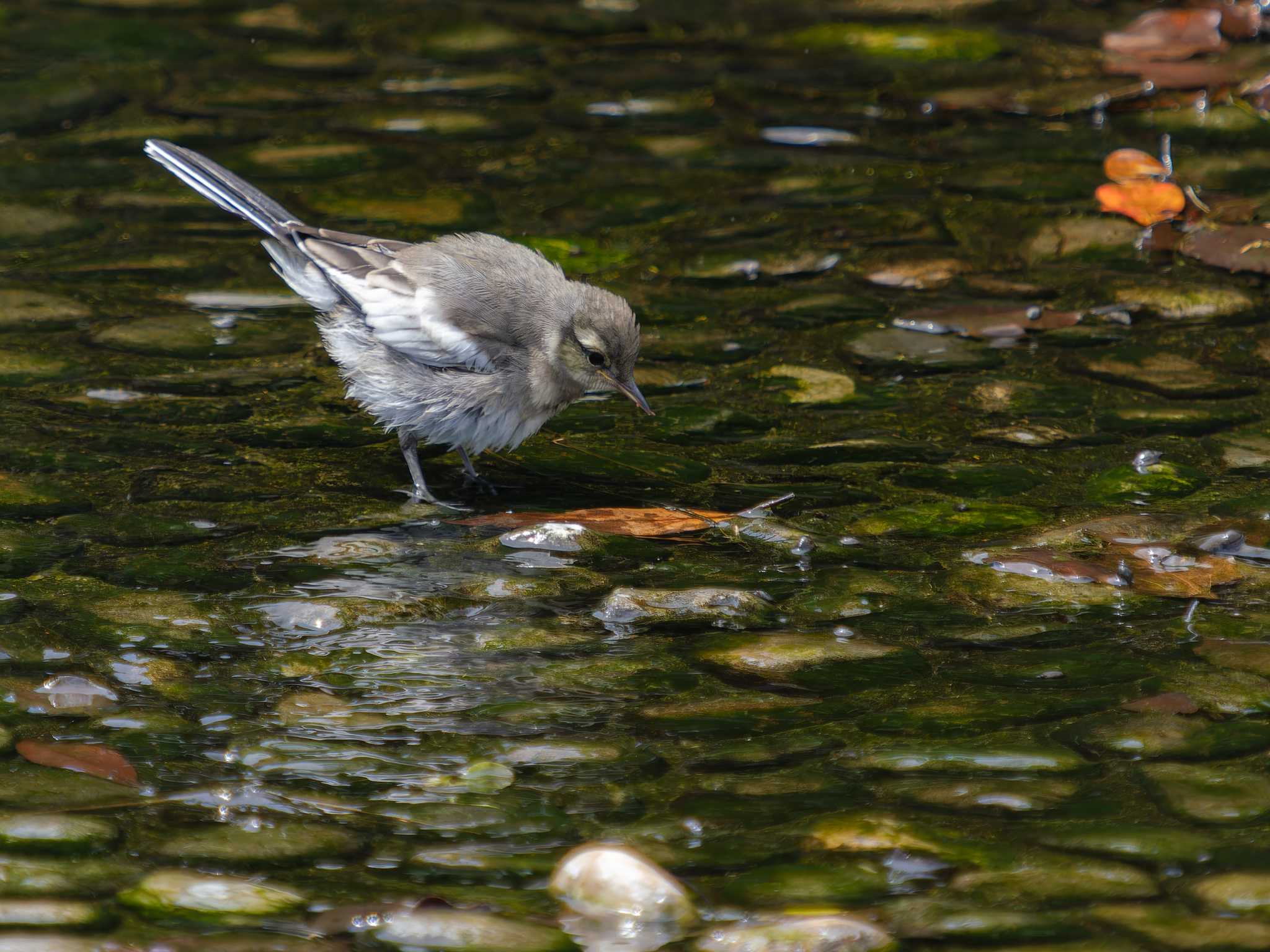 White Wagtail