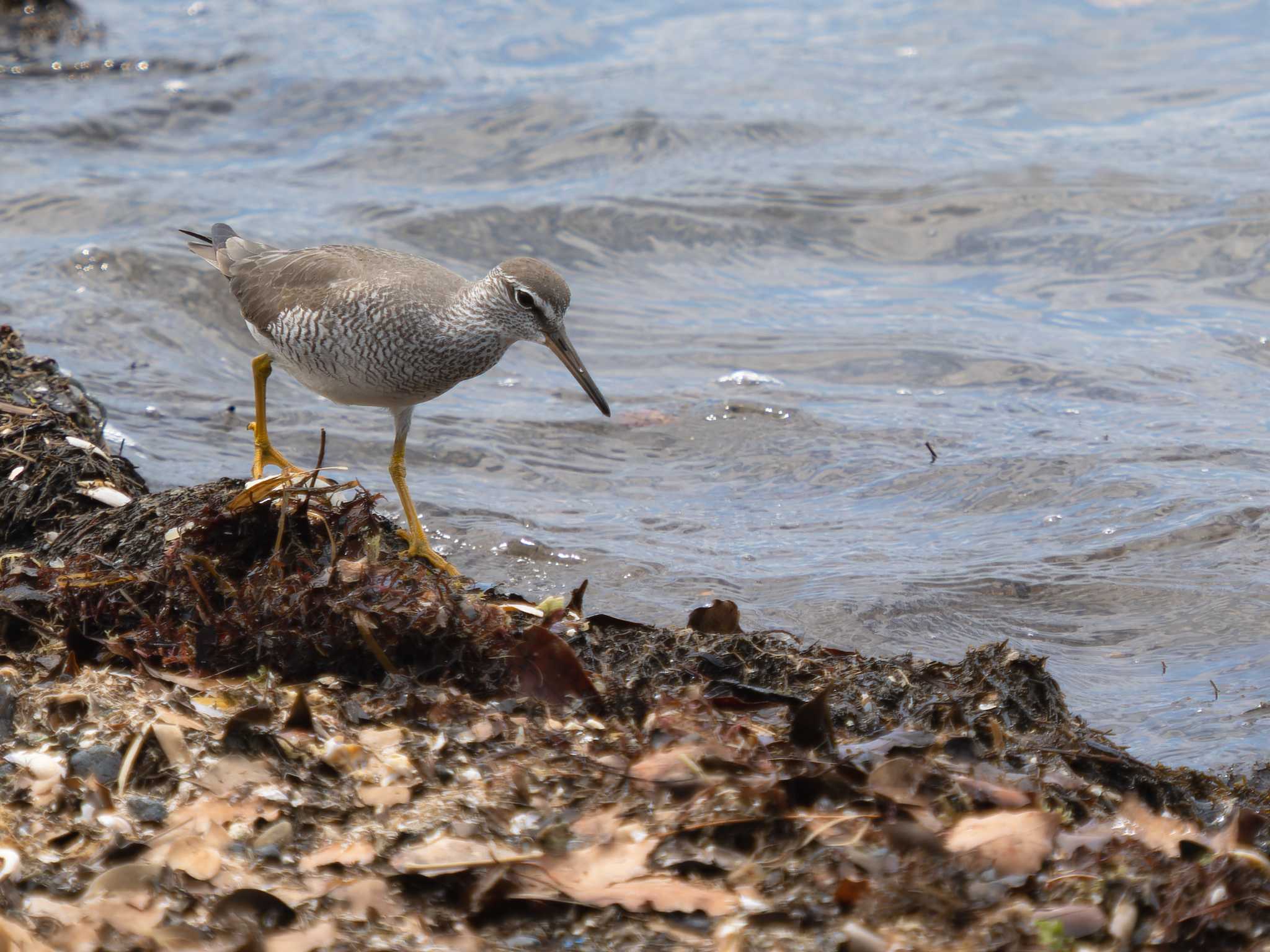 Photo of Grey-tailed Tattler at 長崎県大村市 by ここは長崎