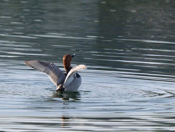 Sun, 5/21/2023 Birding report at 池田湖公園(長崎県大村市)