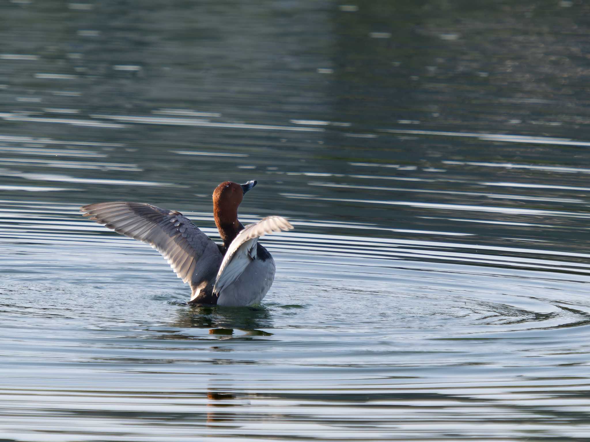 Common Pochard