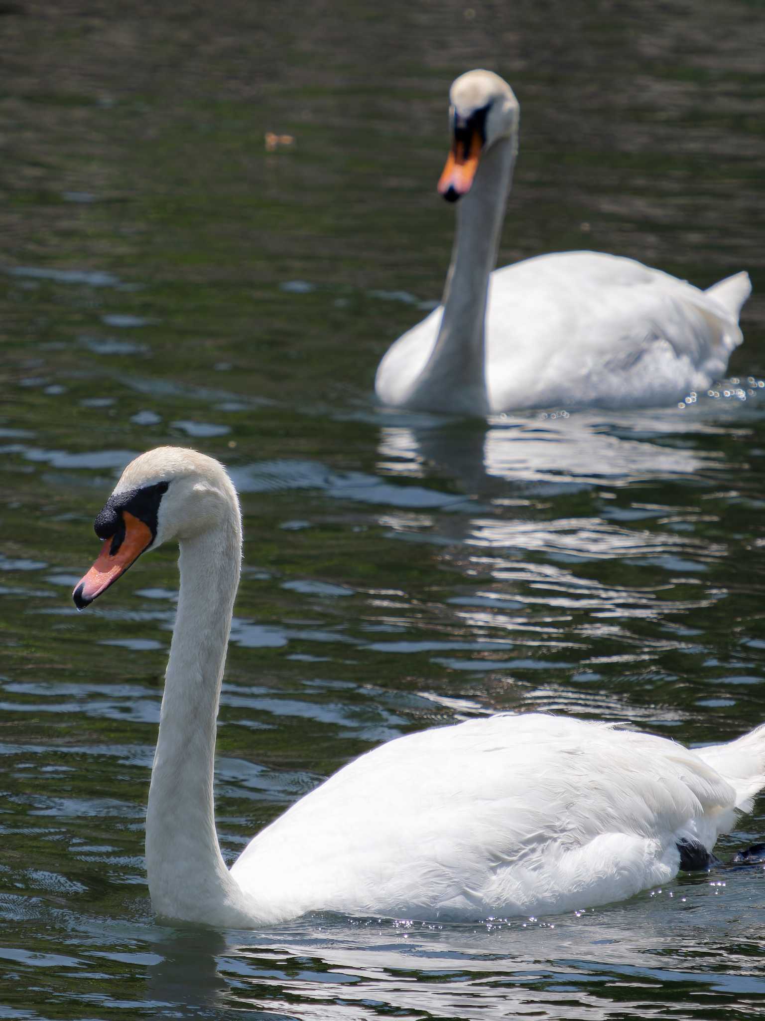 Photo of Mute Swan at 大村公園(長崎県大村市) by ここは長崎