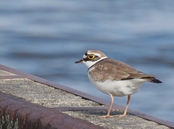 Little Ringed Plover 霞ヶ浦 Sat, 5/20/2023