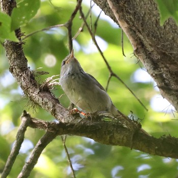 2023年5月21日(日) 舞岡公園の野鳥観察記録