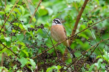 2023年5月20日(土) 早戸川林道の野鳥観察記録