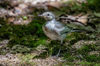 ハクセキレイ 明石公園 2018年7月2日(月)